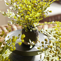 Maidenhair Ferns, Set Of 3