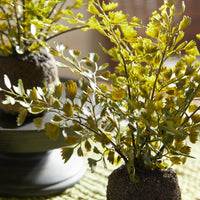 Maidenhair Ferns, Set Of 3