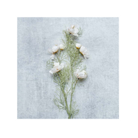 Artificial Cosmos Cream