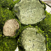 Artificial Moss Rocks
