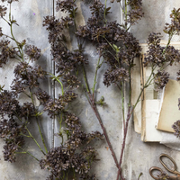 Hogweed