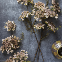Queen Anne's Lace