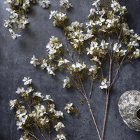 Prunus Blossom