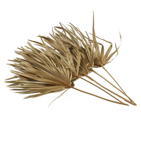 Dried Sun Fan