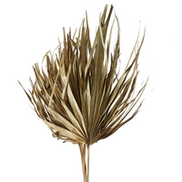Dried Sun Fan