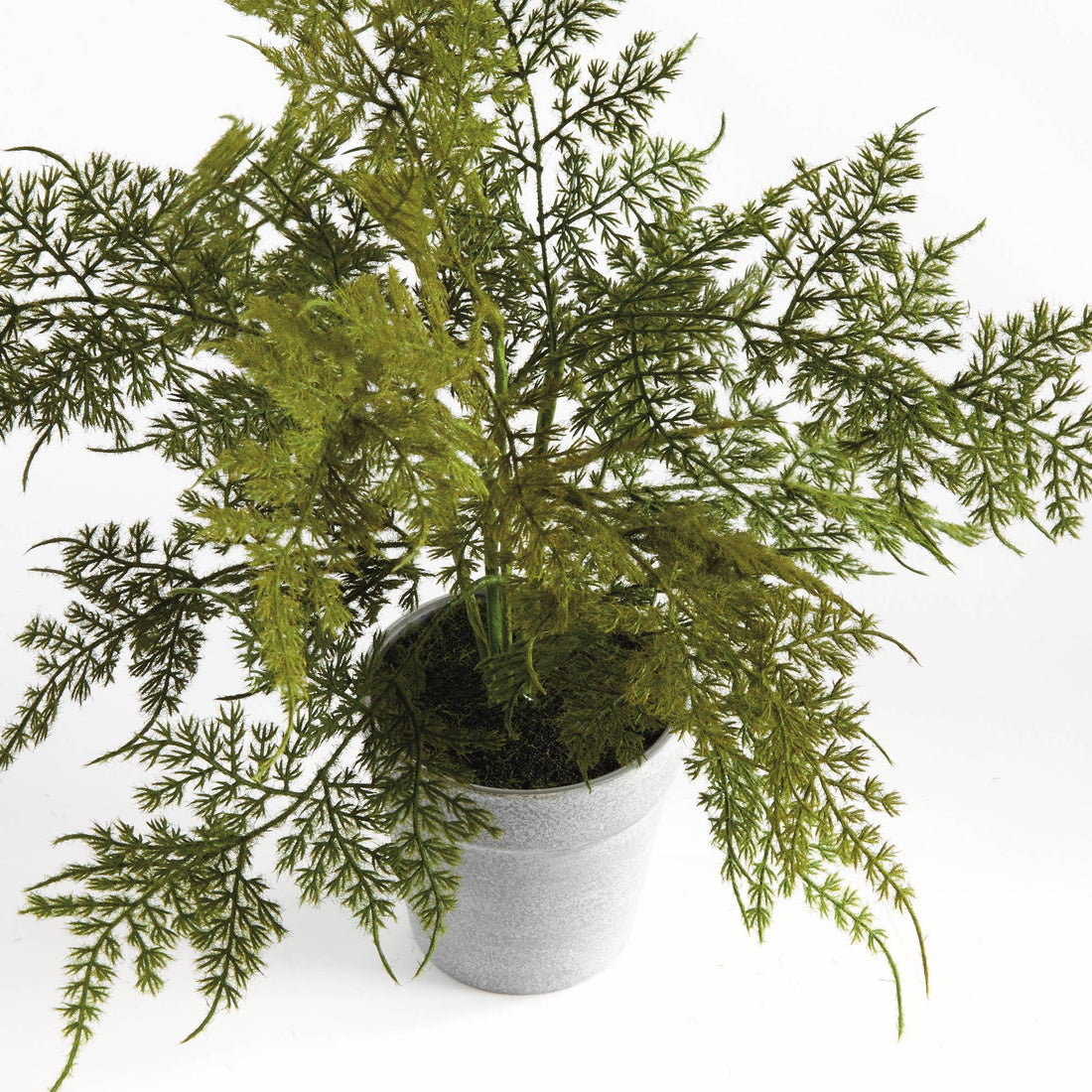 Plumosa Fern, 13"