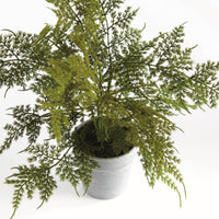 Plumosa Fern, 13"