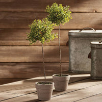 Thyme Topiary 16"