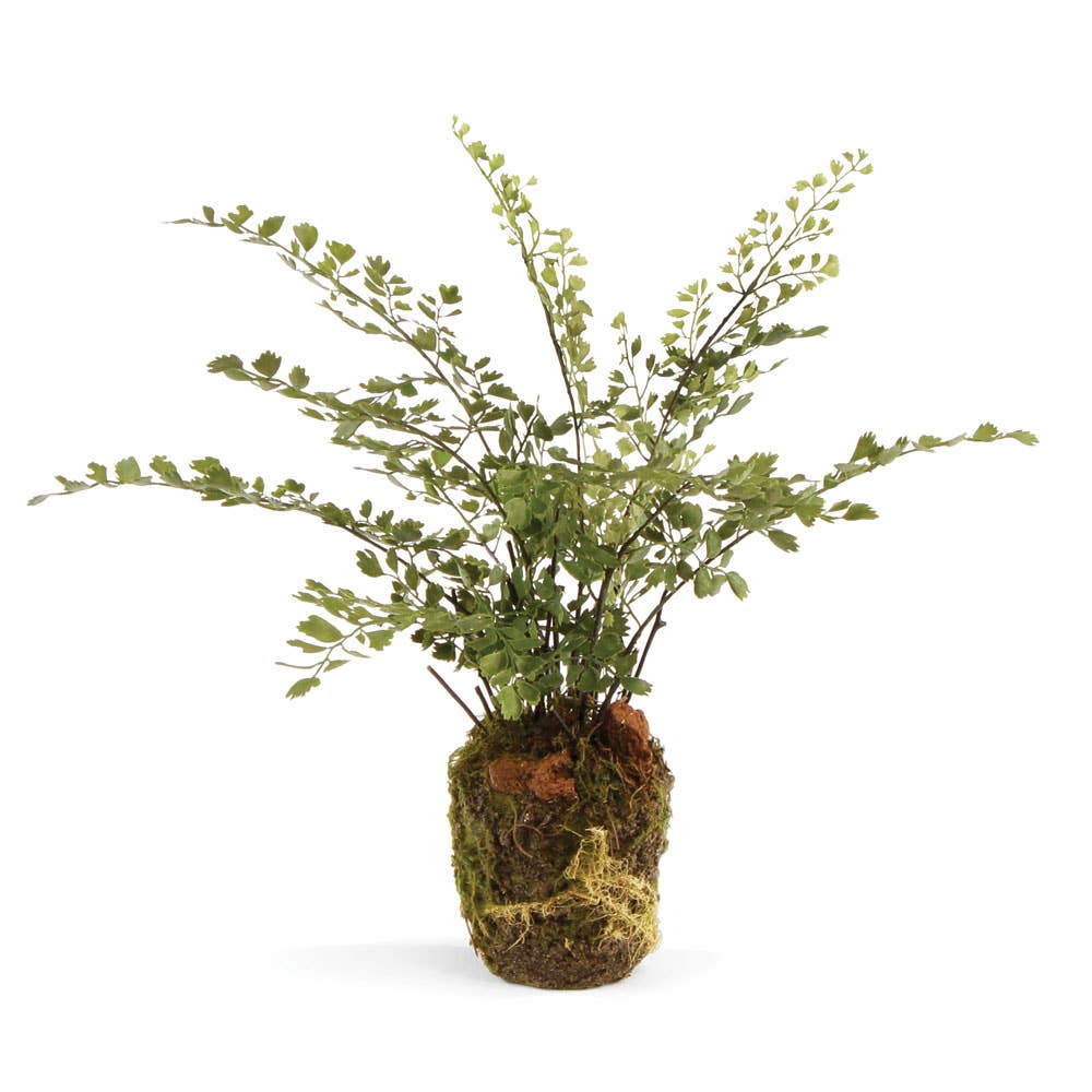 Maidenhair Fern 13"