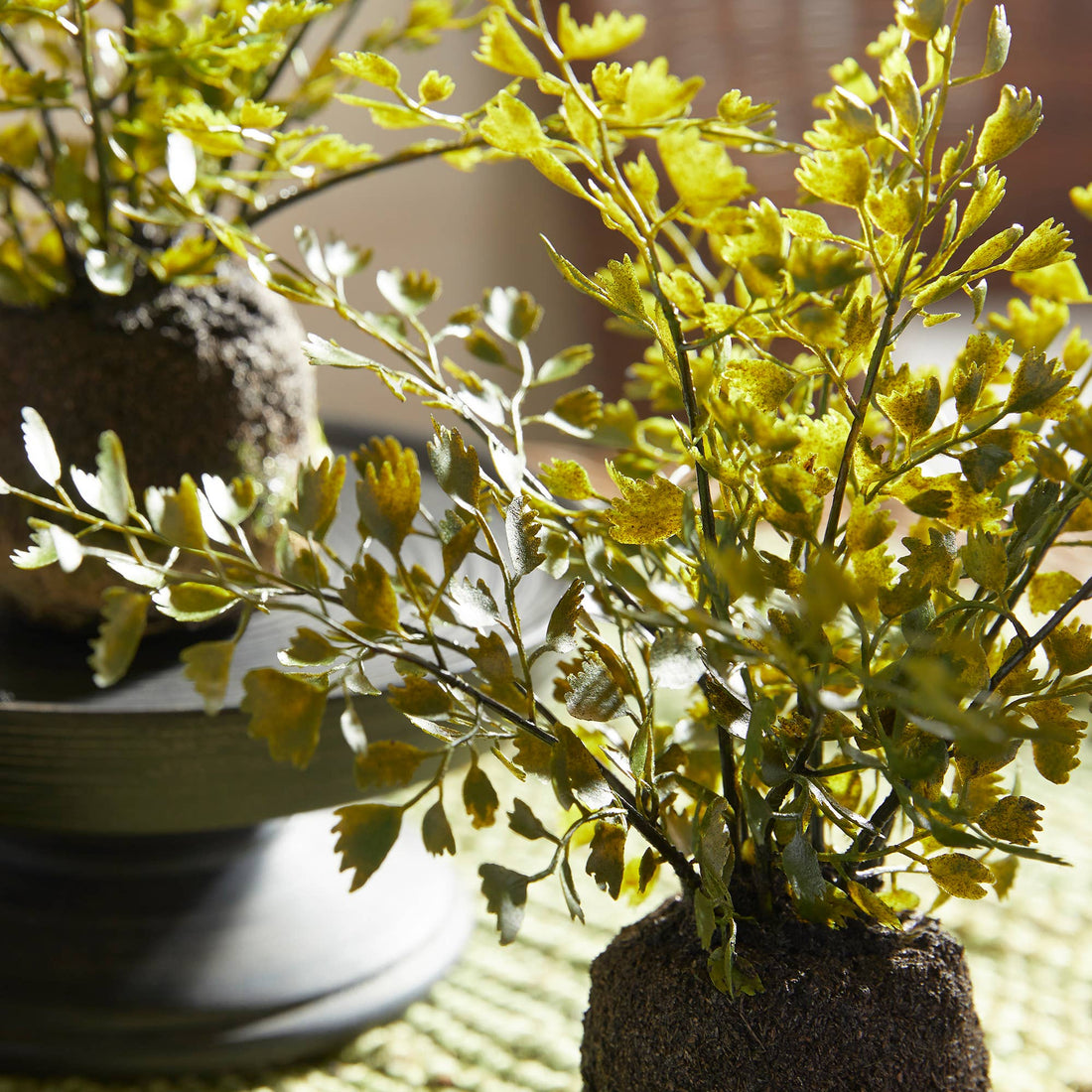 Maidenhair Ferns, Set Of 3