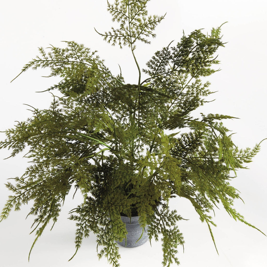 Plumosa Fern, 17"