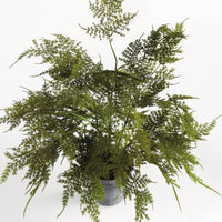 Plumosa Fern, 17"