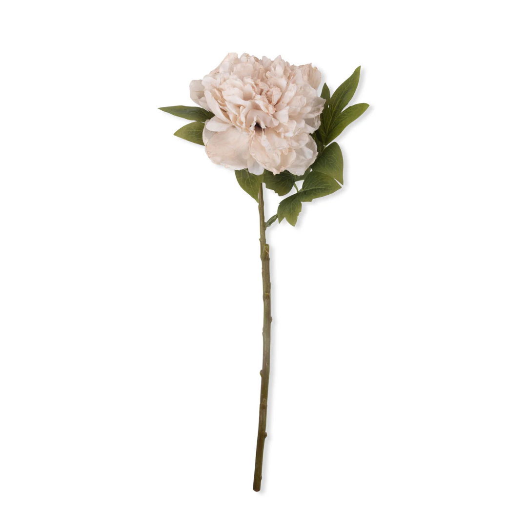 Peony Stem