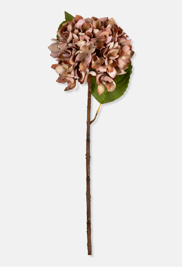 Hydrangea - Pink