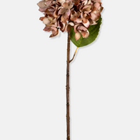 Hydrangea - Pink