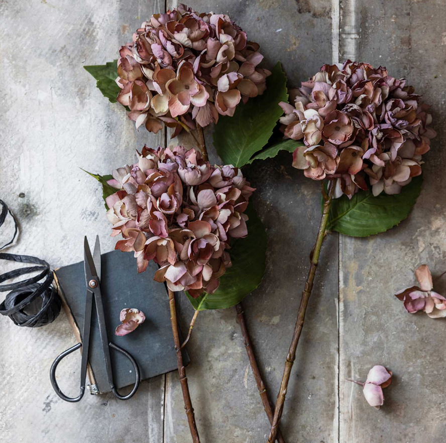 Hydrangea - Pink
