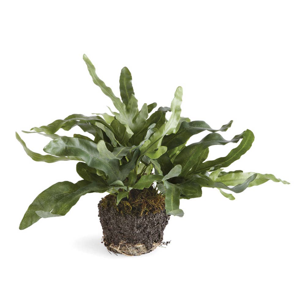 Echeveria Fern