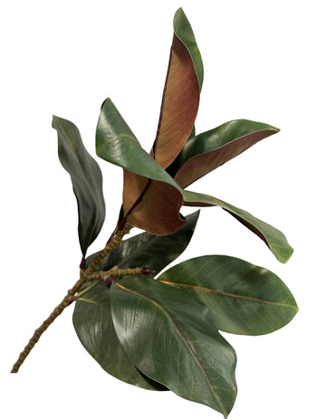 Magnolia Large Leaf Stem