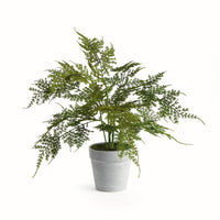 Plumosa Fern, 13"