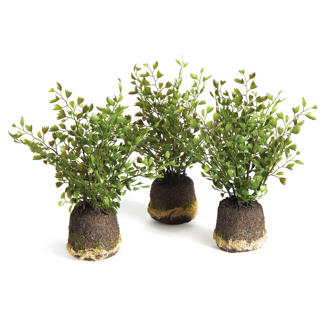Maidenhair Ferns, Set Of 3