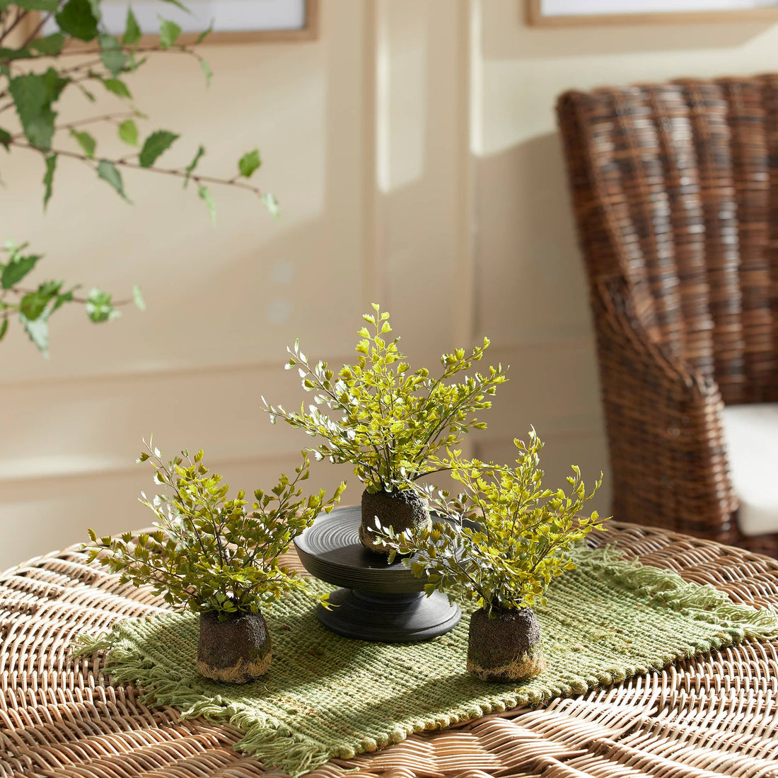 Maidenhair Ferns, Set Of 3