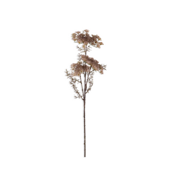 Queen Anne's Lace