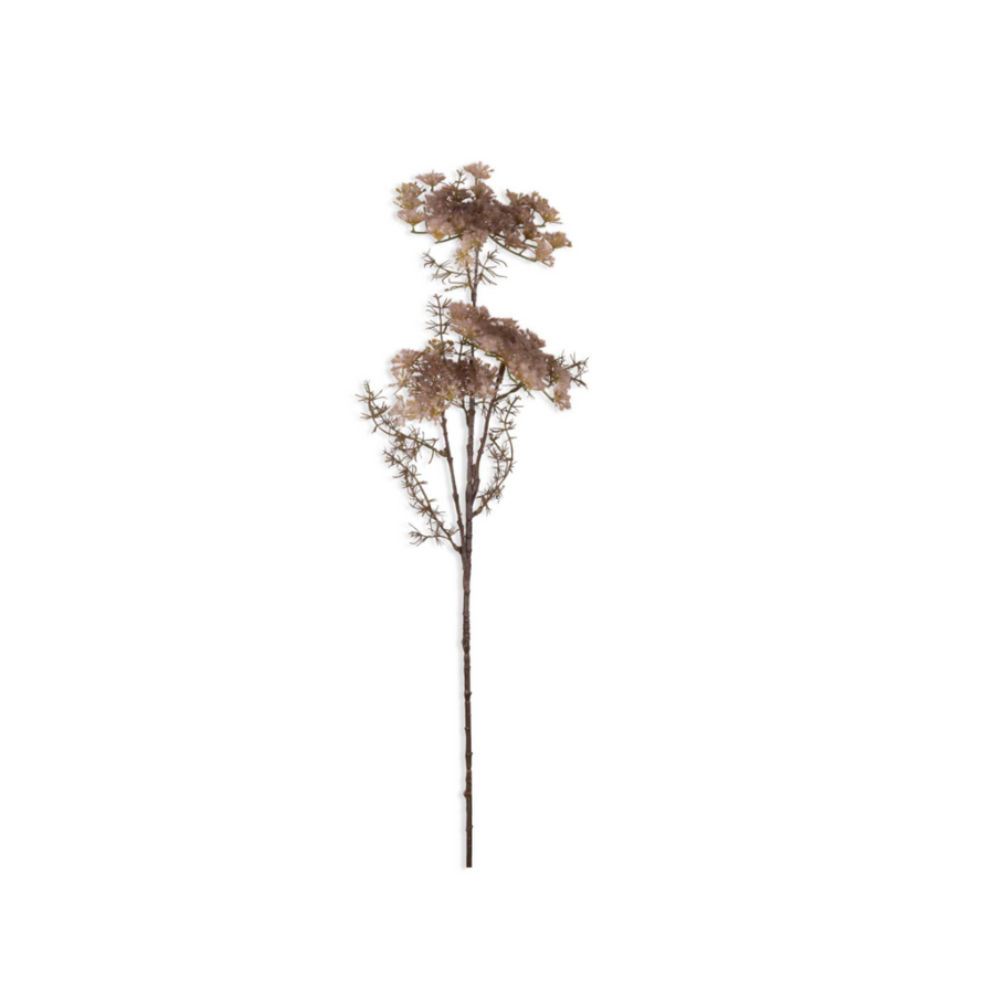 Queen Anne's Lace