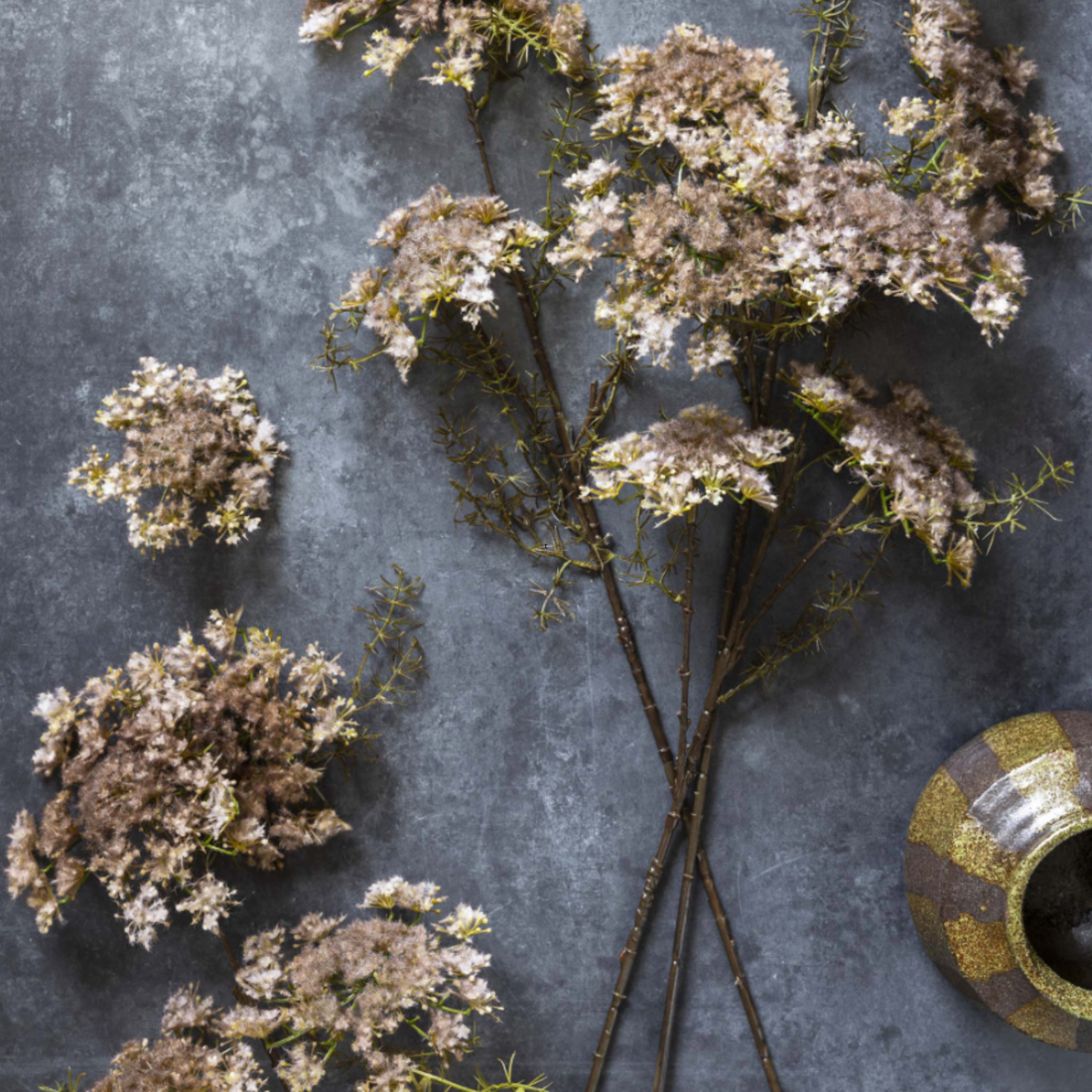 Queen Anne's Lace