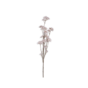 Cherry Blossom