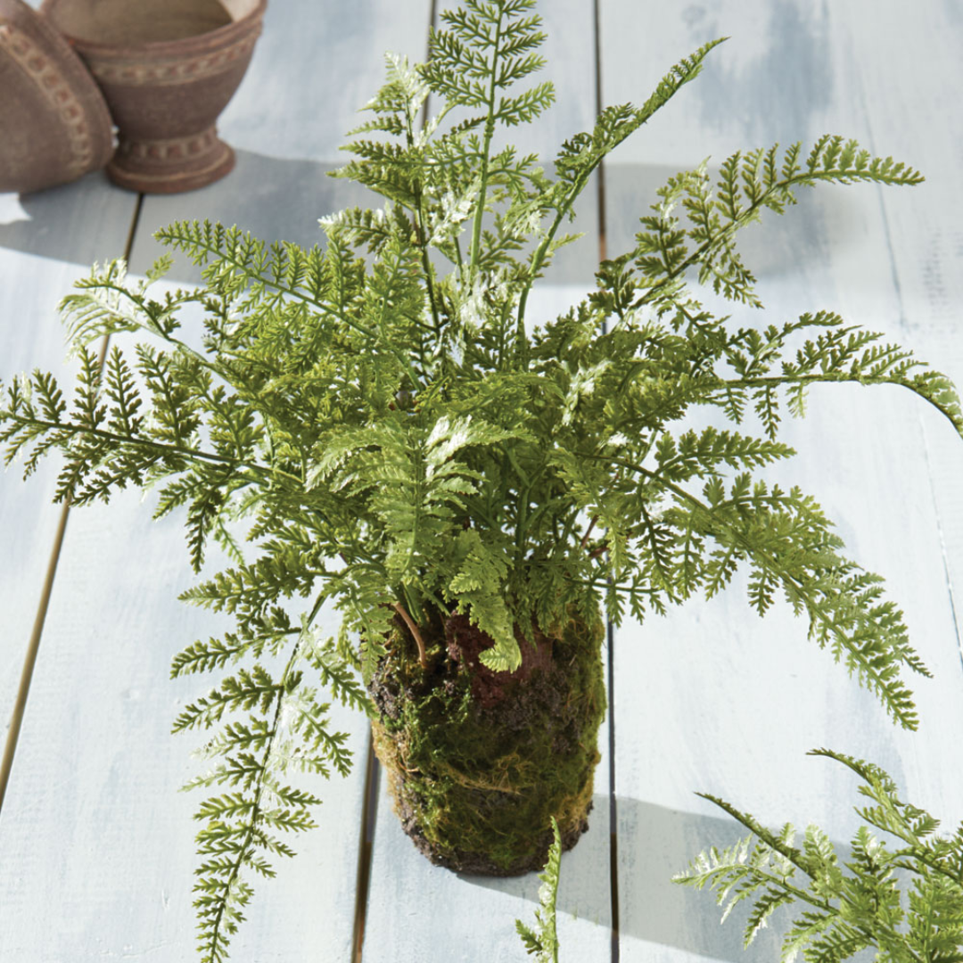 Soft Fern 13"