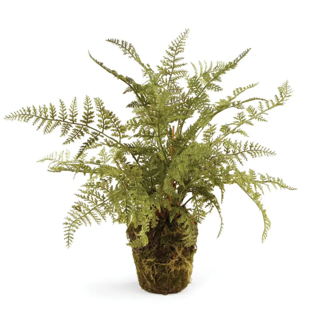 Soft Fern 13"