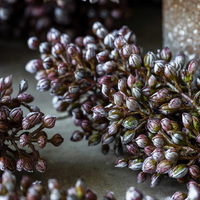 Artificial Sorghum Sunrise