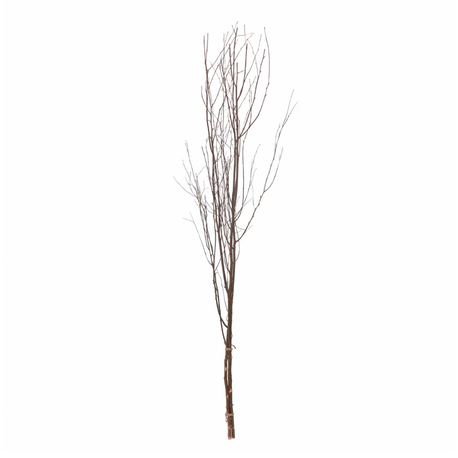Birch Branch Bunch